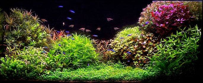 Удобрения для аквариумных растений